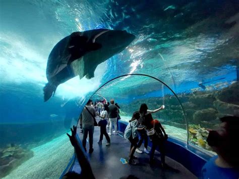 icy wonders|Manila Ocean Park All.
